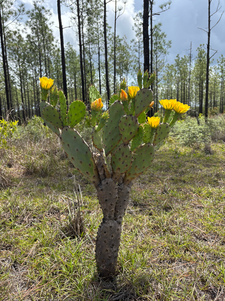 Opuntia austrina