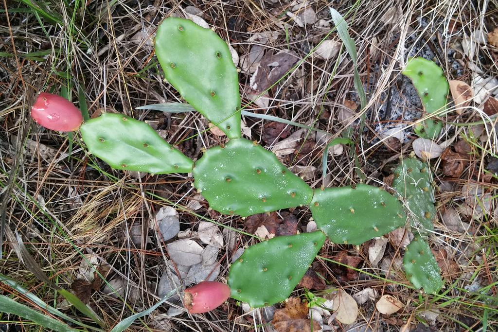 Opuntia mesacantha subsp. lata