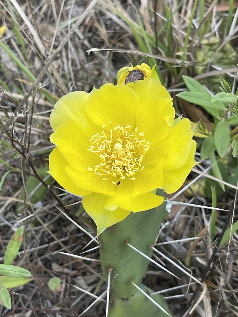 Opuntia mesacantha subsp. mesacantha