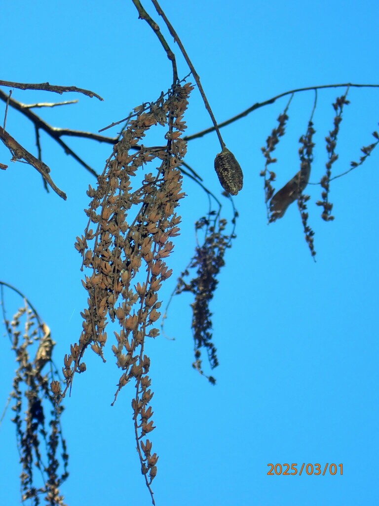 Oxydendrum arboreum