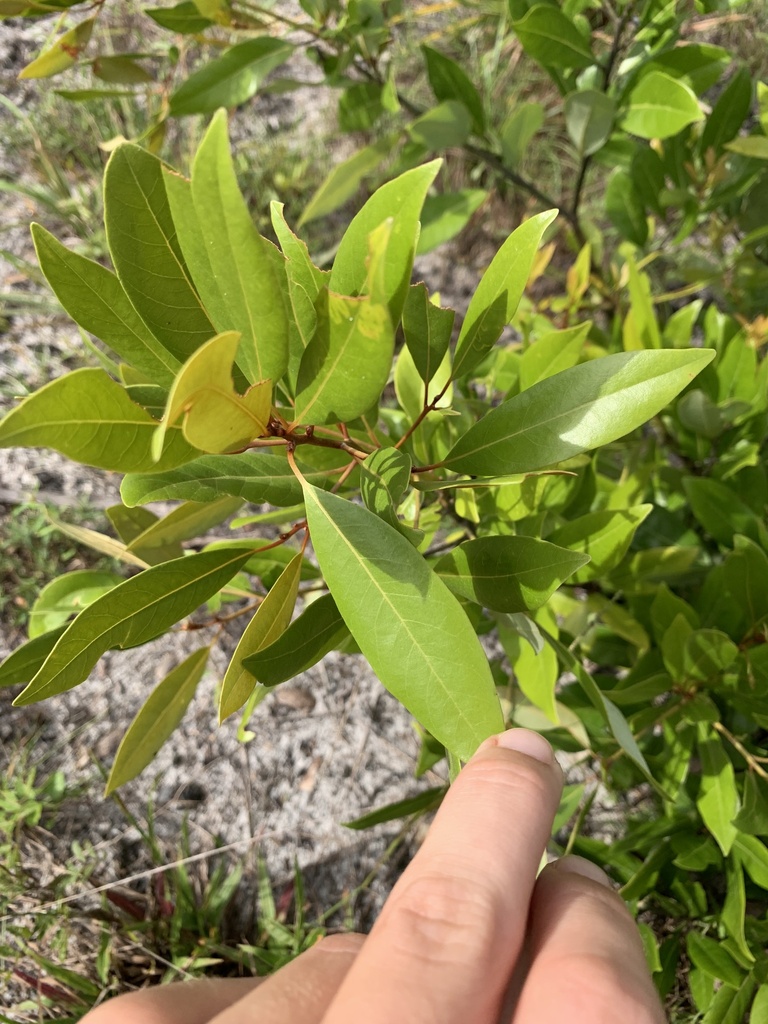 Silk Bay — illustrative Florida native plant photograph