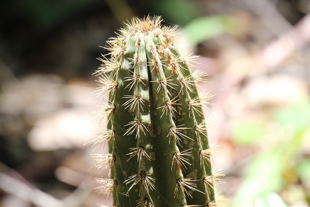 Pilosocereus robinii