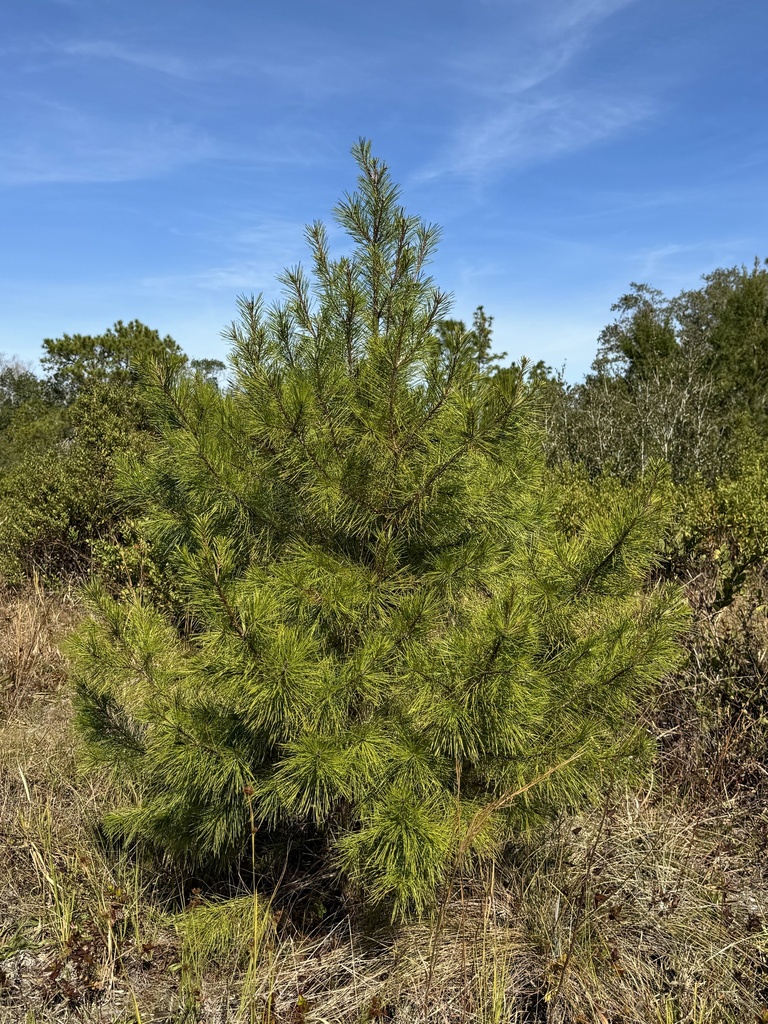 Sand Pine (Pinus clausa) — representative Florida native plant photograph