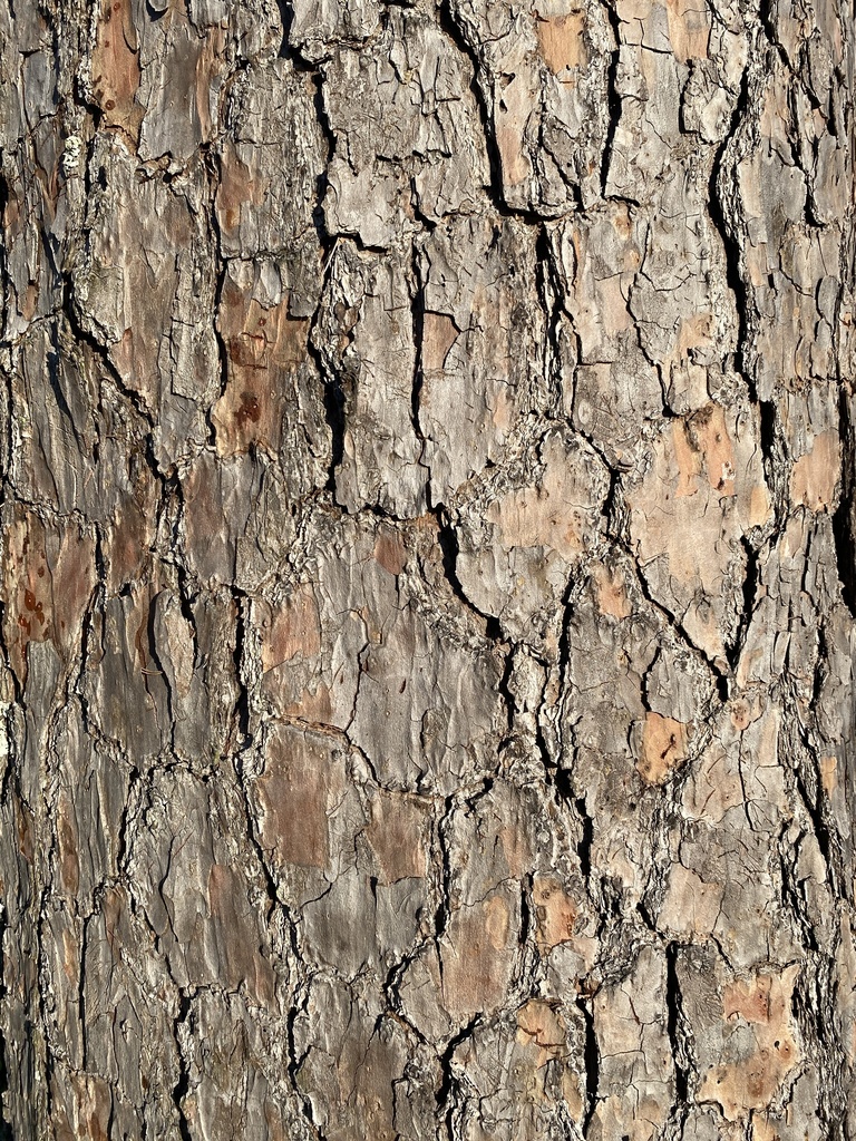 Pinus echinata