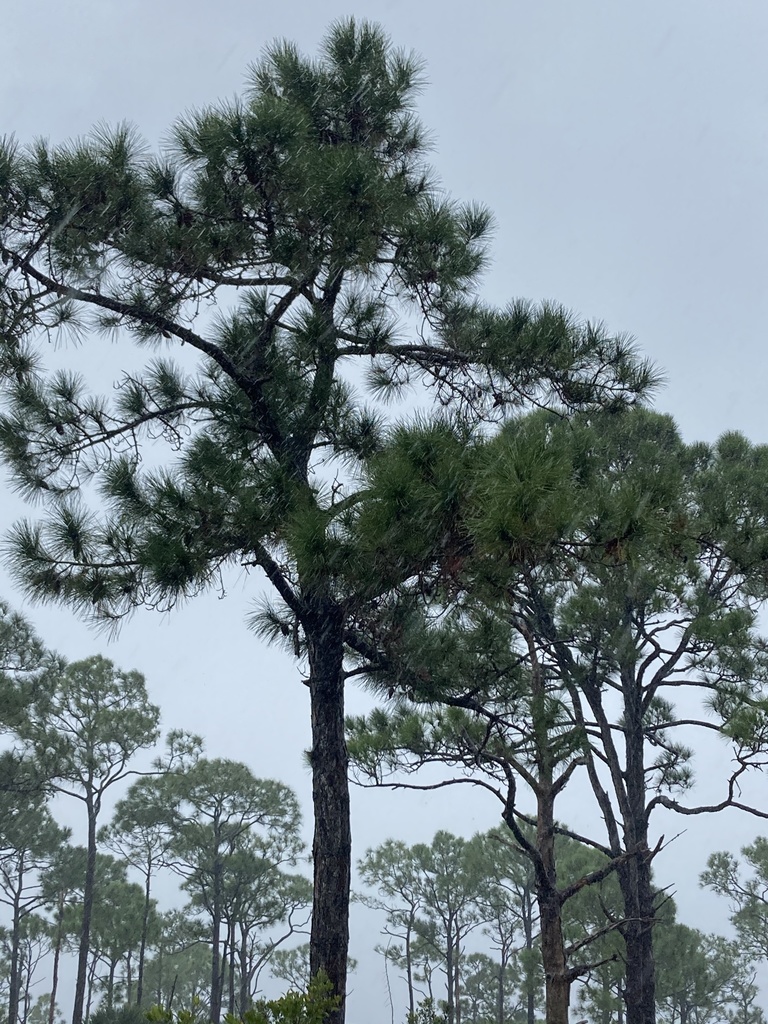Pinus elliottii