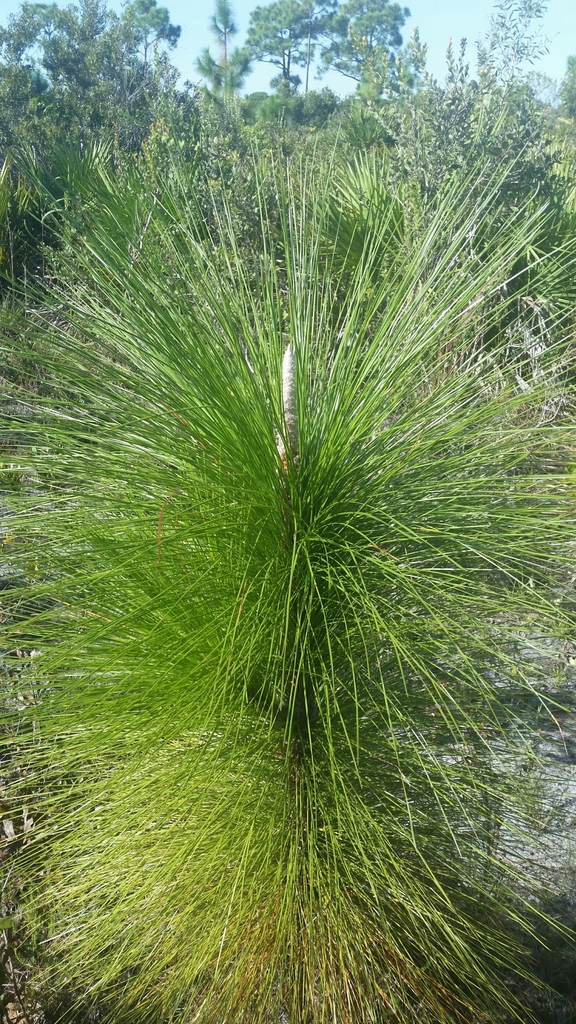 Longleaf Pine (Pinus palustris) Florida native plant