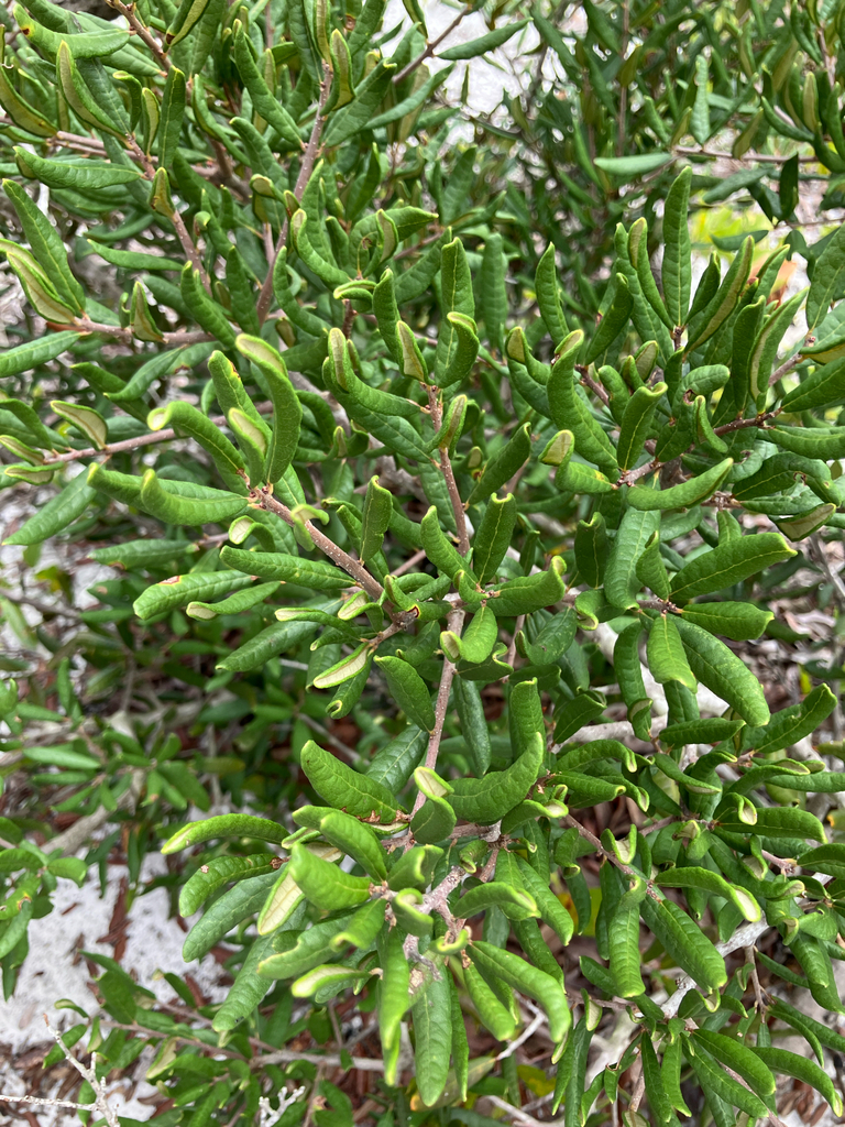Sand Live Oak (Quercus geminata) native Florida scrub plant
