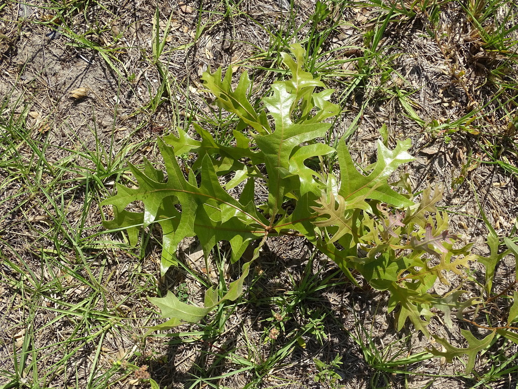Turkey Oak (Quercus laevis) Florida native plant
