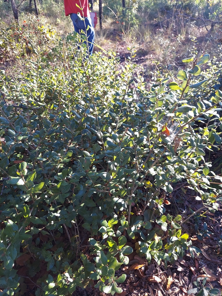 Myrtle Oak (Quercus myrtifolia) native Florida scrub plant