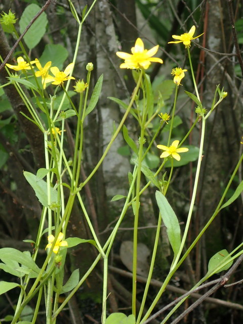 Ranunculus hispidus var. nitidus