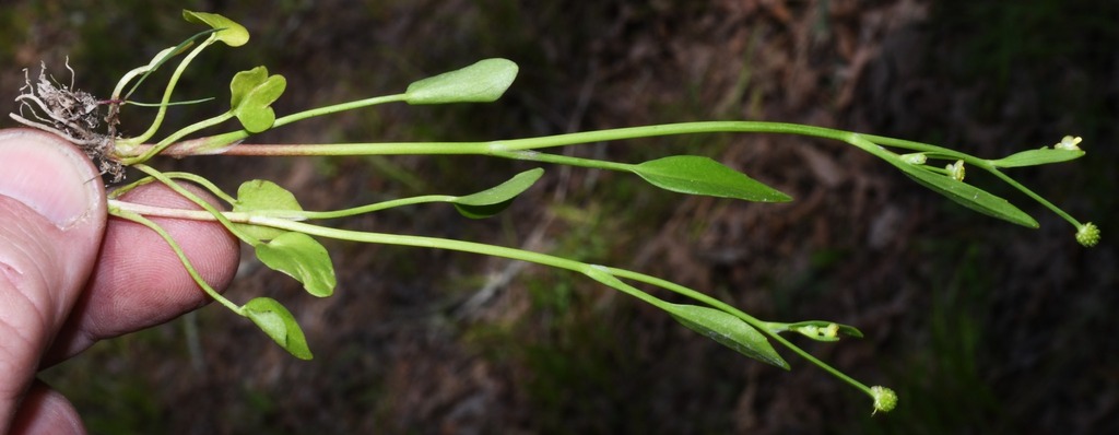 Ranunculus pusillus