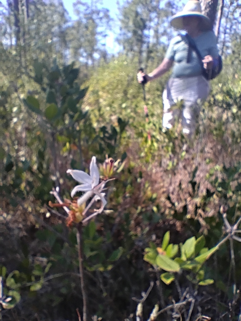 Rhododendron viscosum