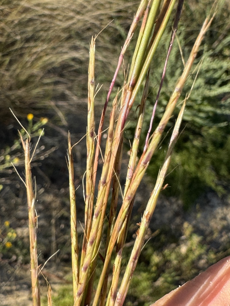 Little Bluestem (Schizachyrium scoparium var. scoparium) Florida native plant
