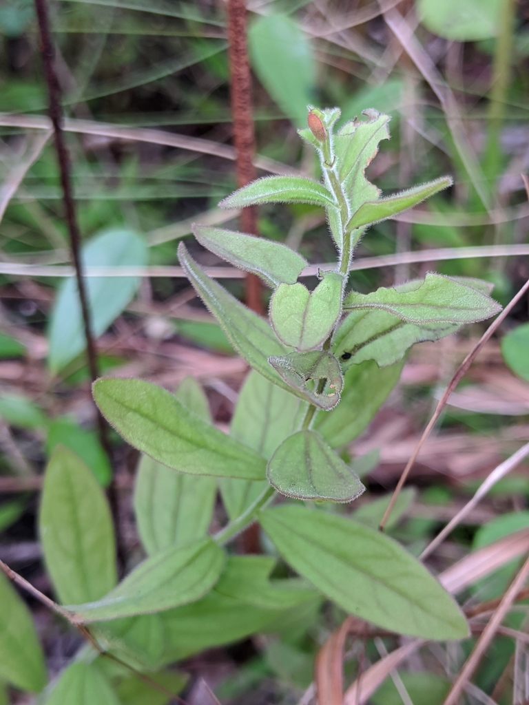 Schwalbea americana