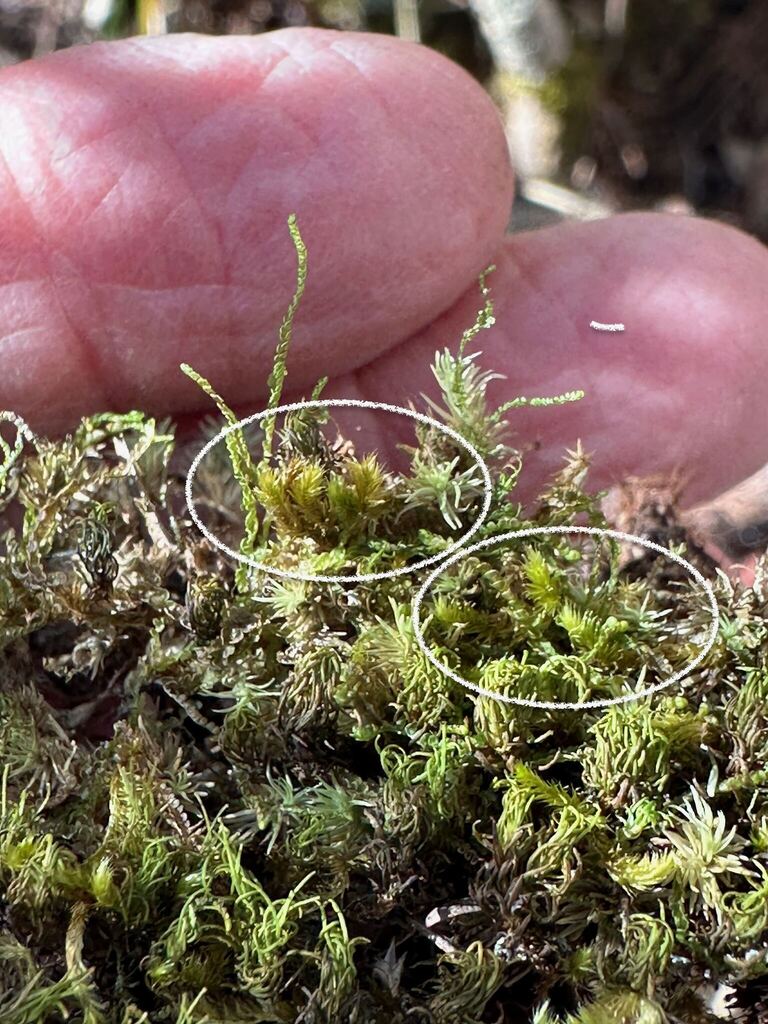 Sematophyllum adnatum