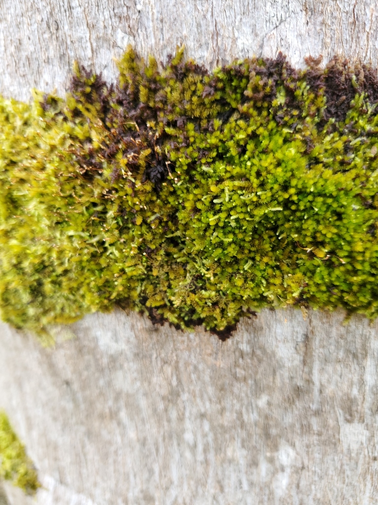 Sematophyllum subpinnatum