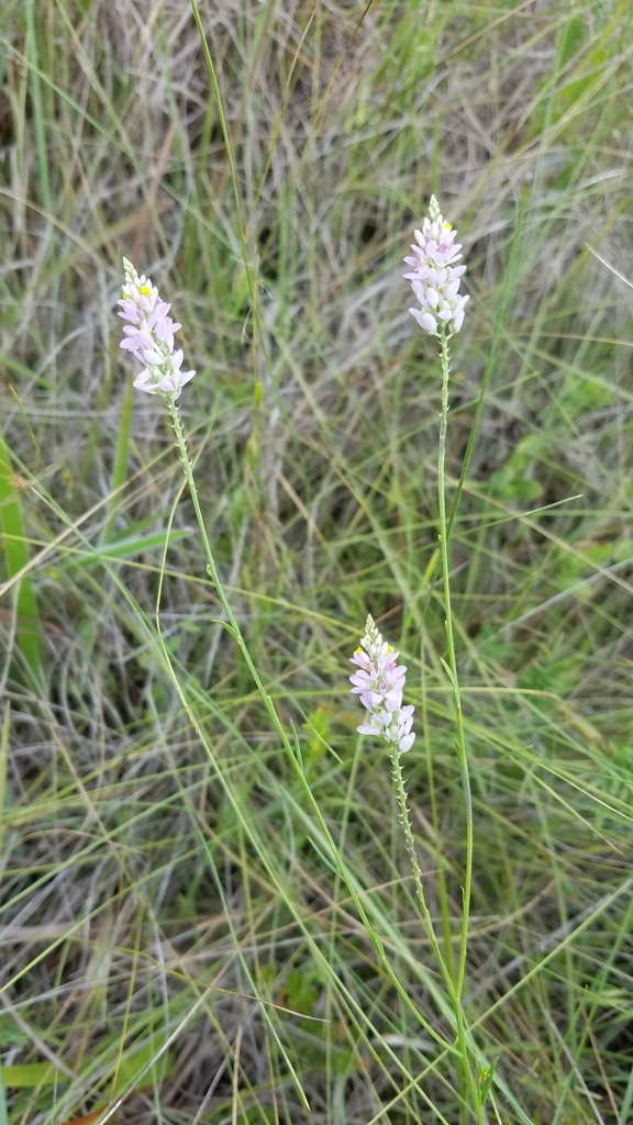 Senega chapmanii