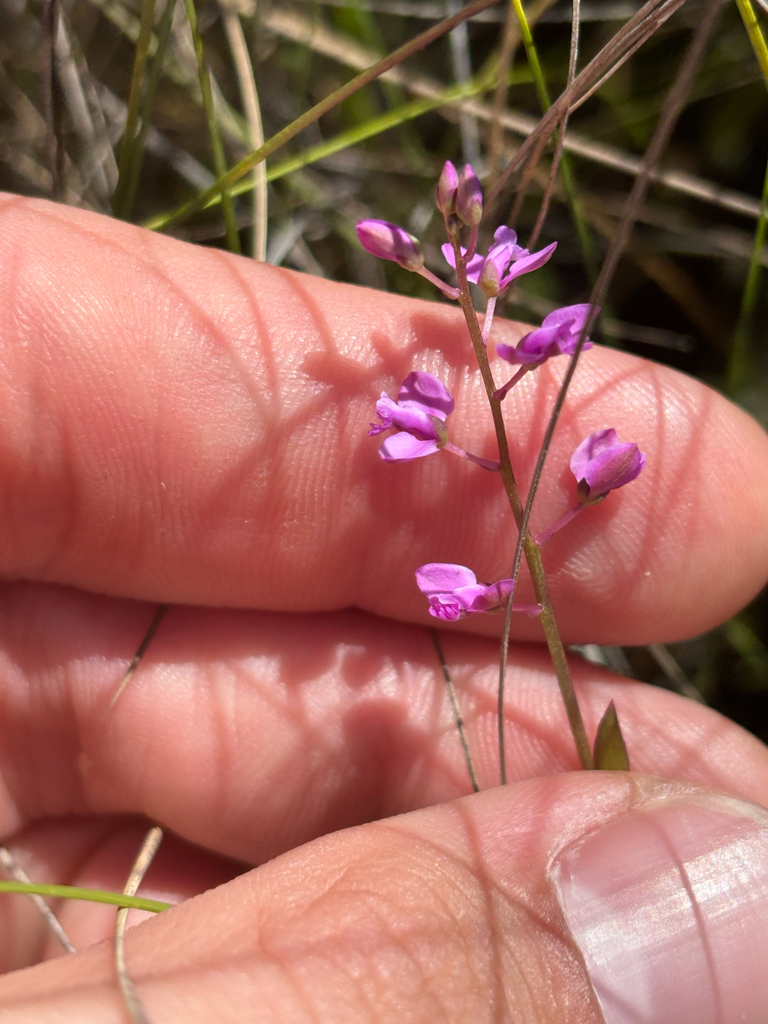 Senega crenata