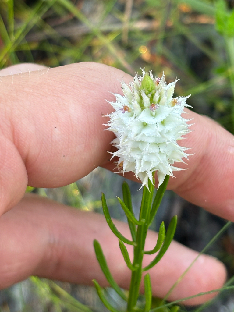 Senega cruciata
