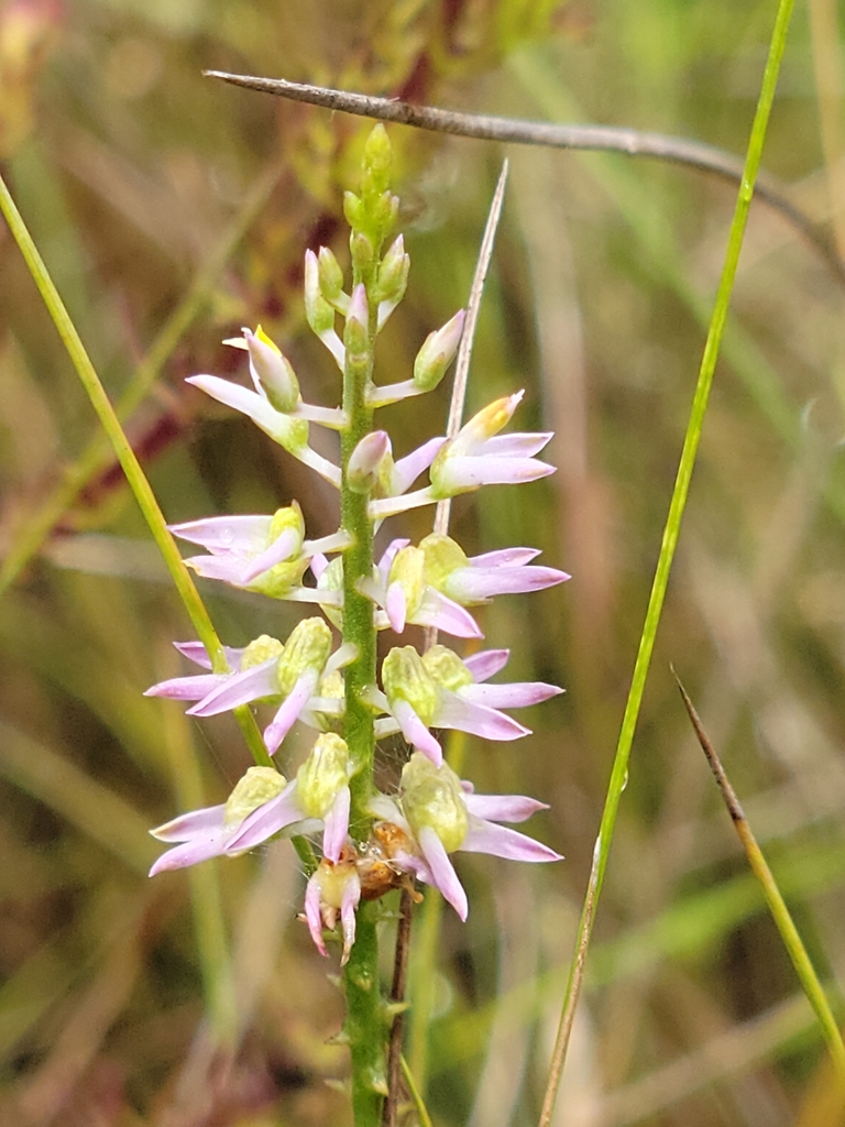 Senega hookeri