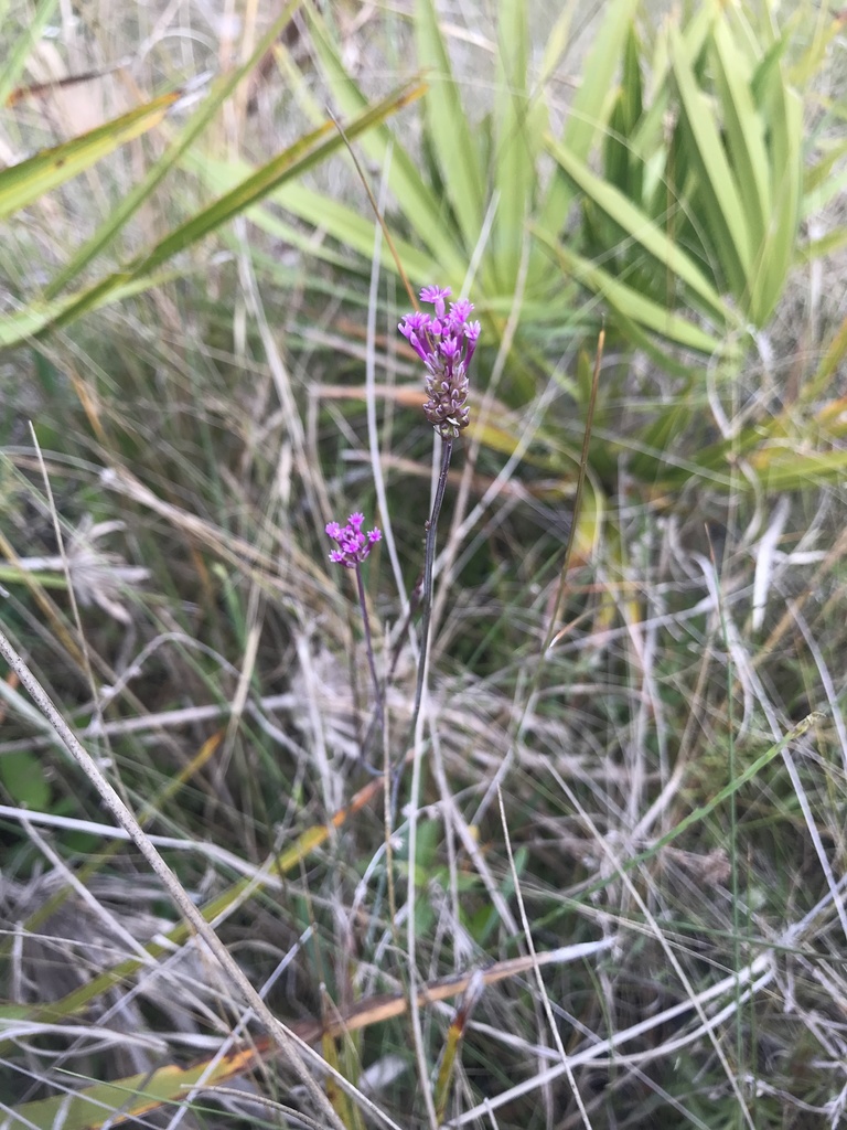 Senega incarnata