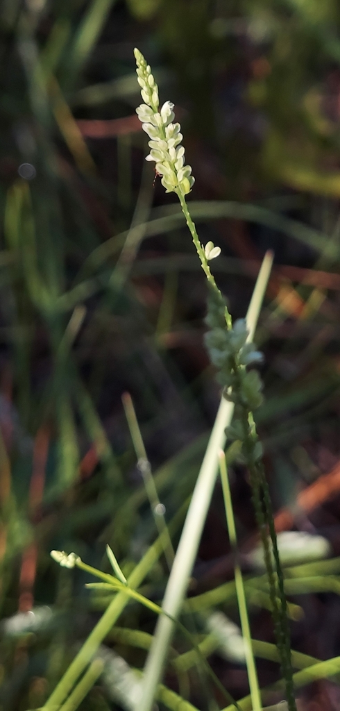 Senega leptostachys