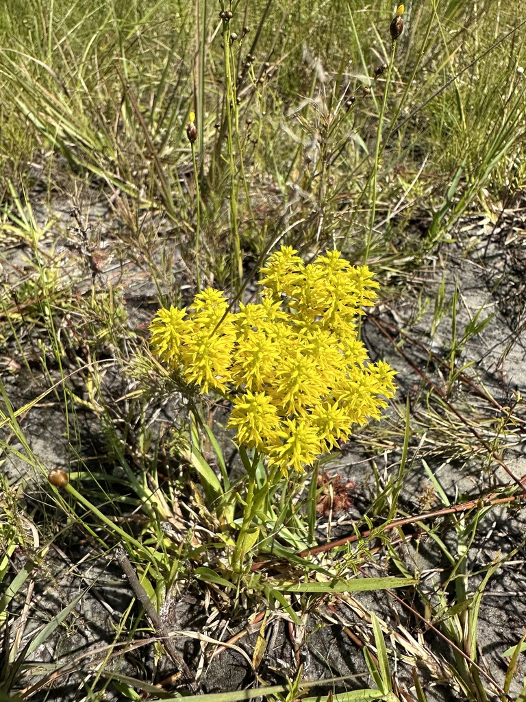 Senega ramosa