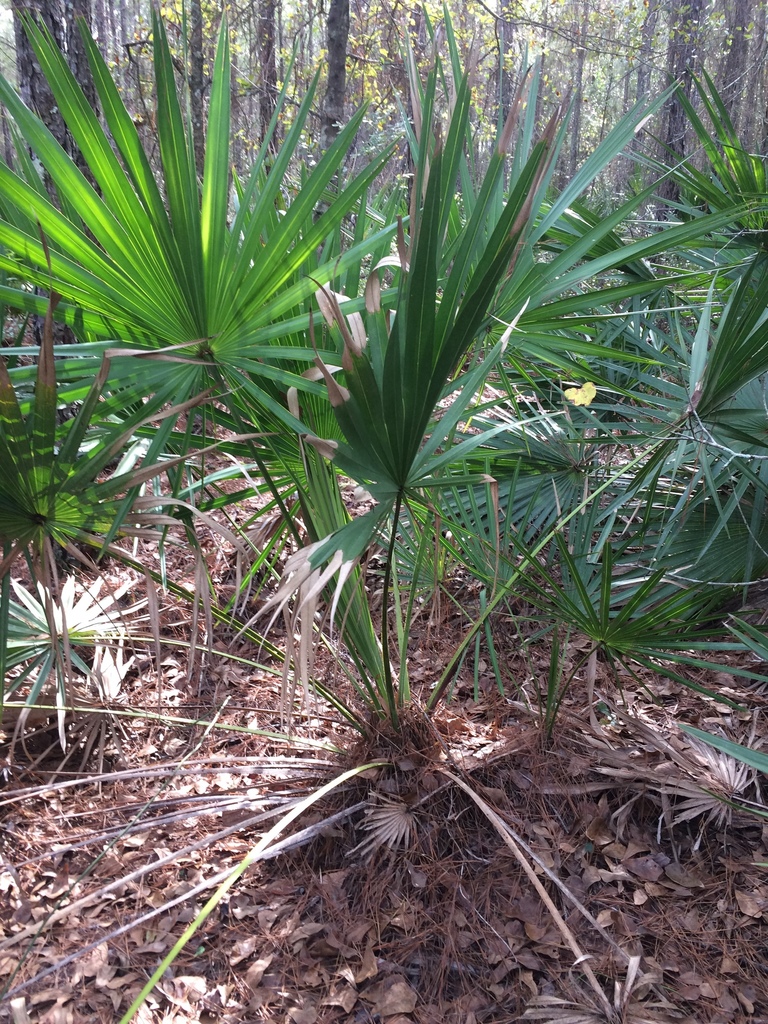 Green saw palmetto (Serenoa repens) growing naturally in Florida