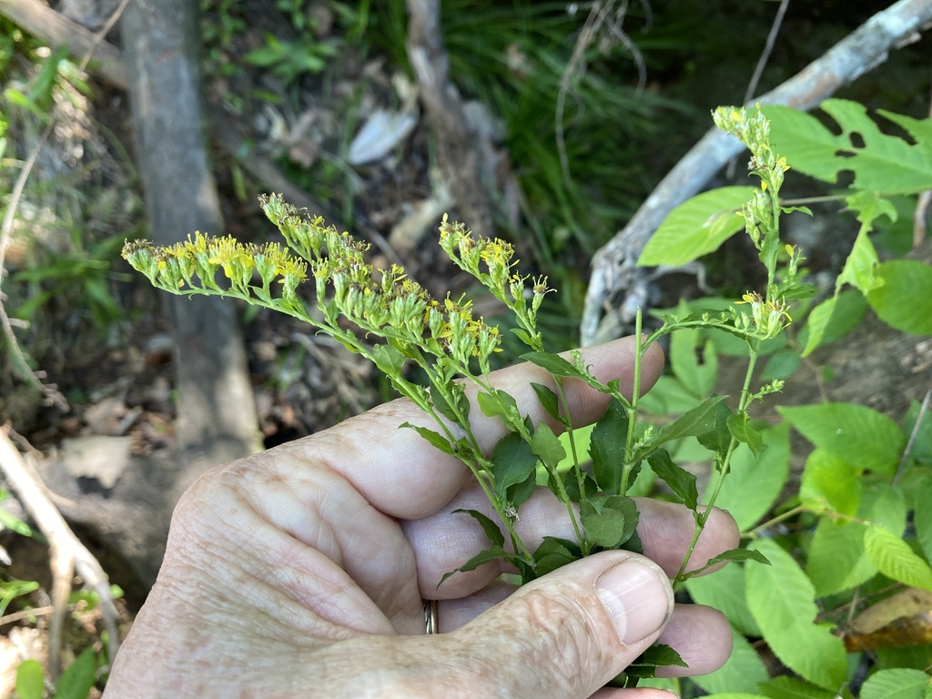 Solidago auriculata
