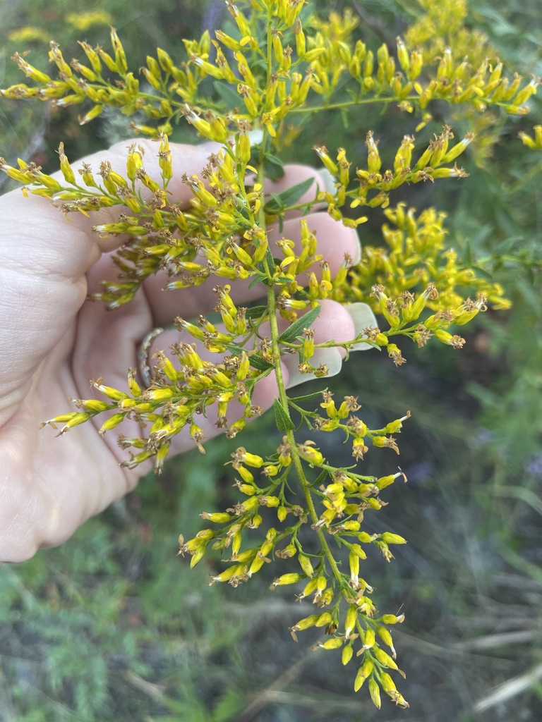 Solidago canadensis var. scabra