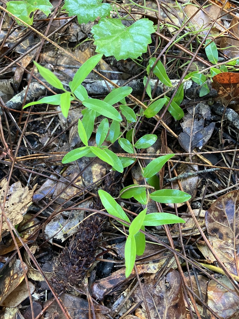 Solidago odora var. chapmanii