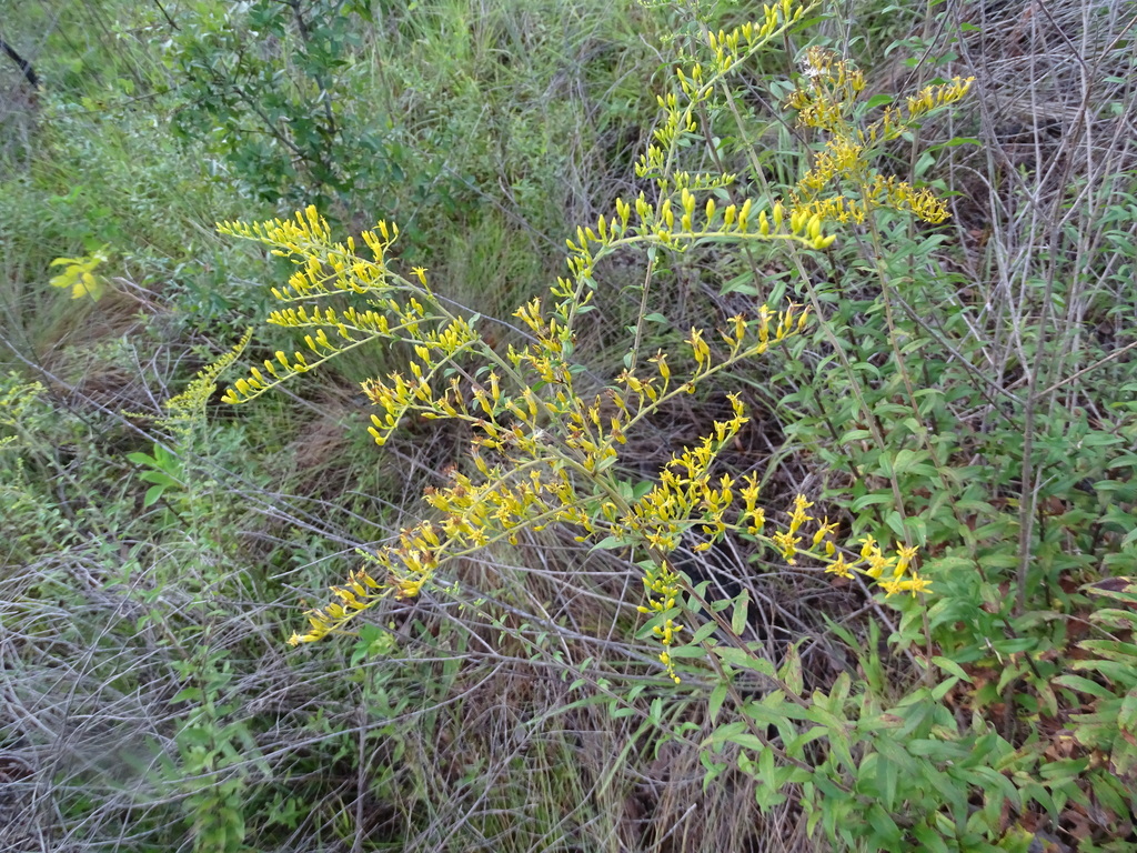 Solidago odora var. odora