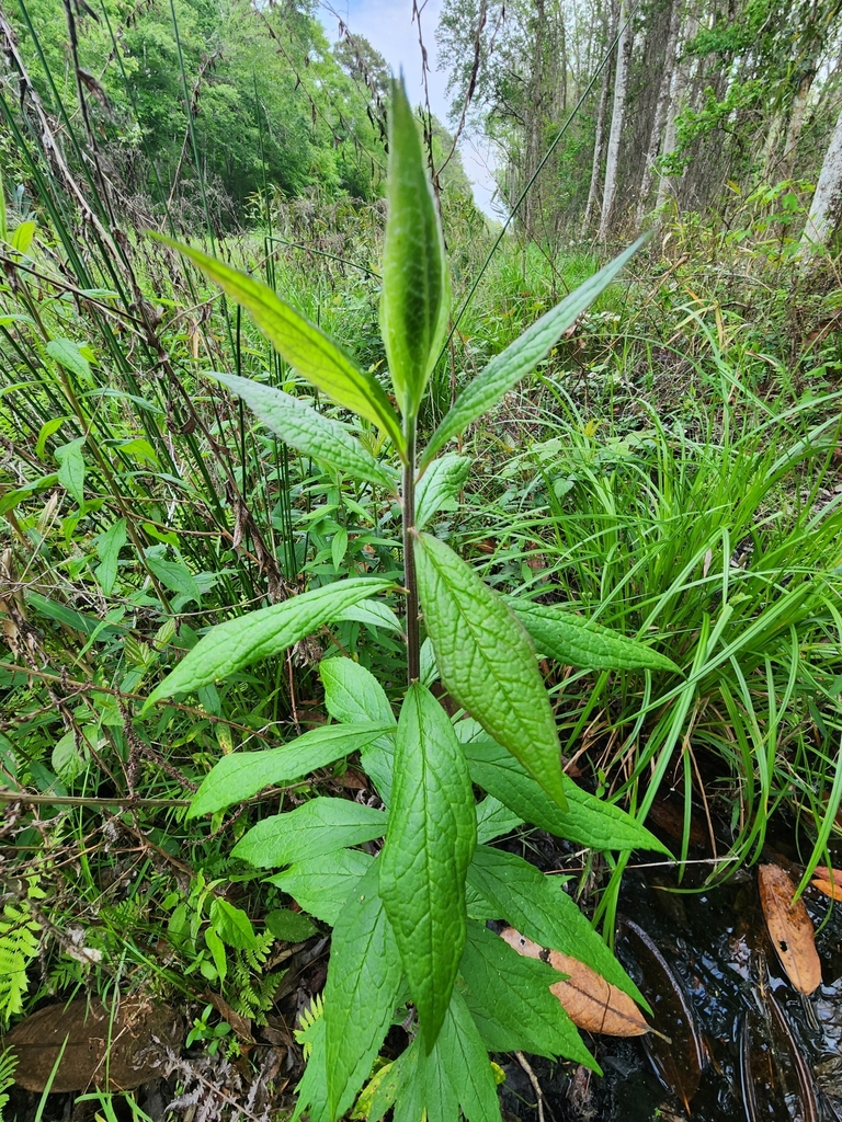 Solidago rugosa subsp. aspera