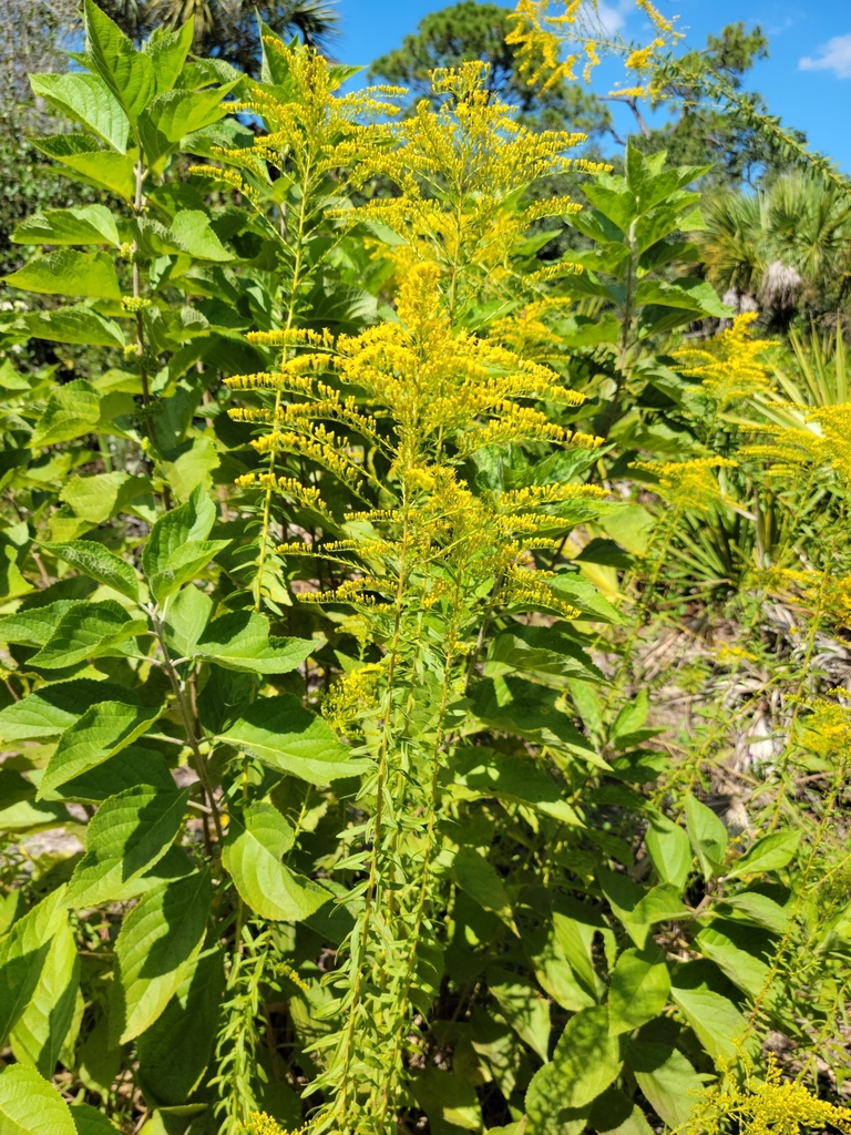 Goldenrod — illustrative Florida native plant photograph