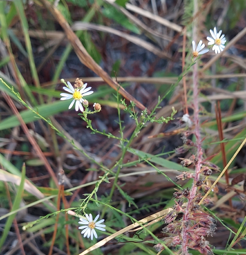 Symphyotrichum dumosum