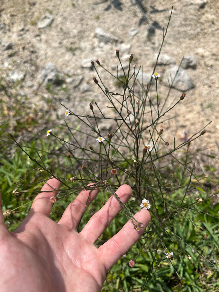 Symphyotrichum expansum