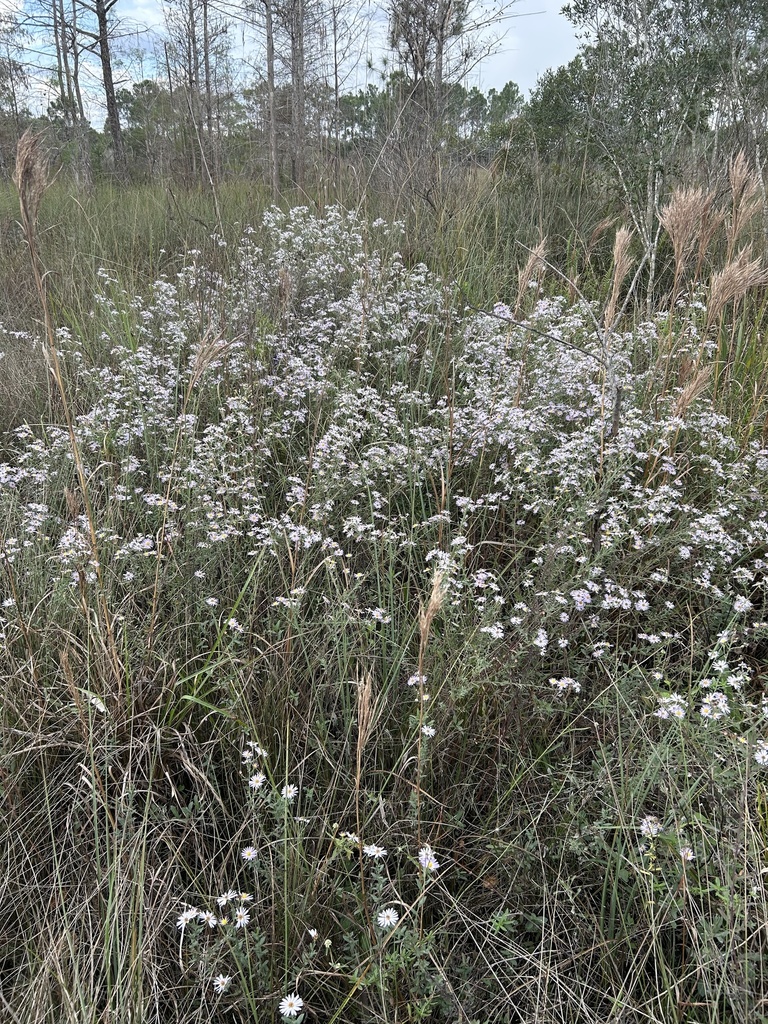 Symphyotrichum fontinale