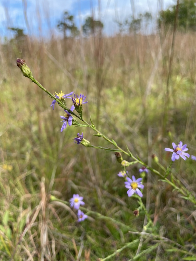 Symphyotrichum laeve var. concinnum