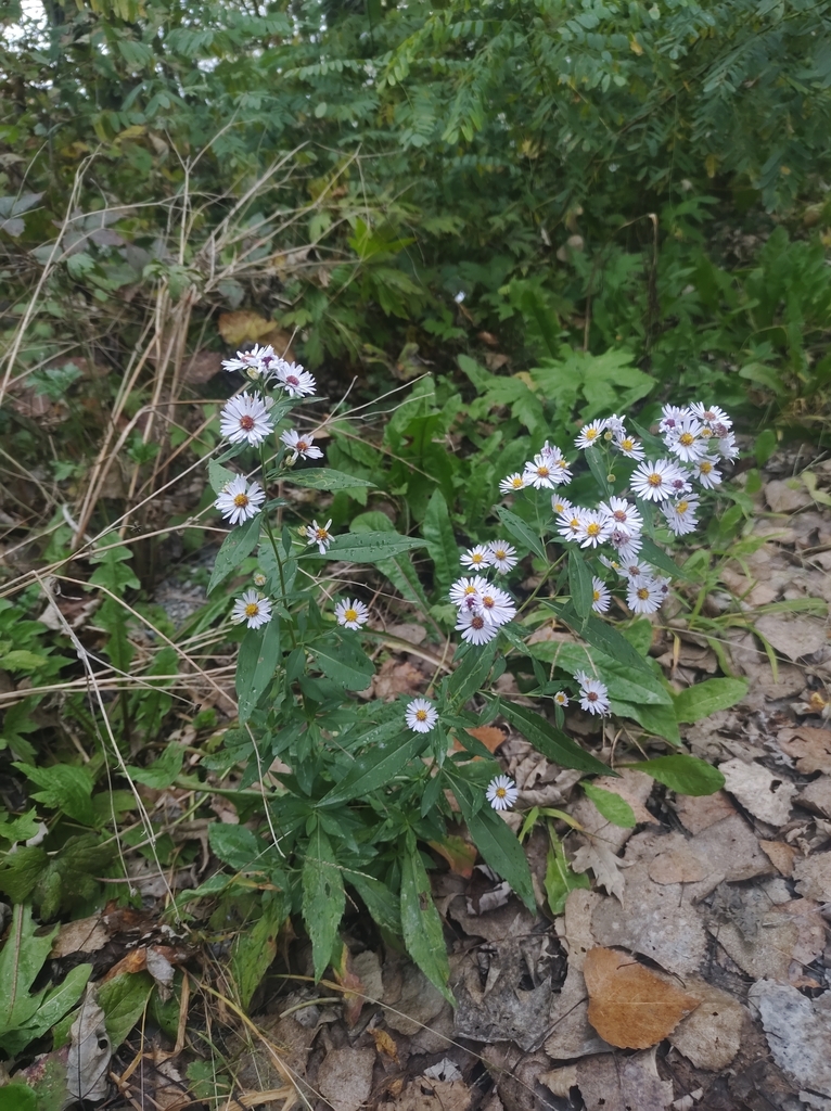 Symphyotrichum lanceolatum var. latifolium