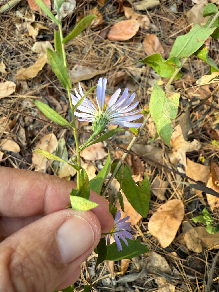 Symphyotrichum patens