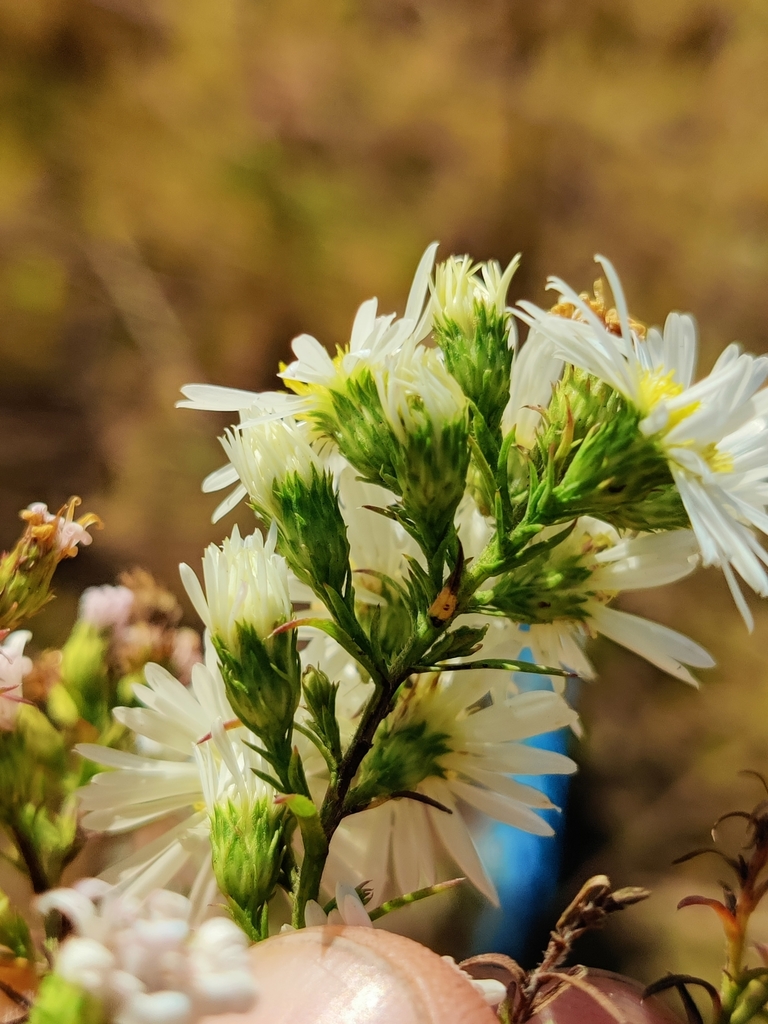Symphyotrichum pilosum