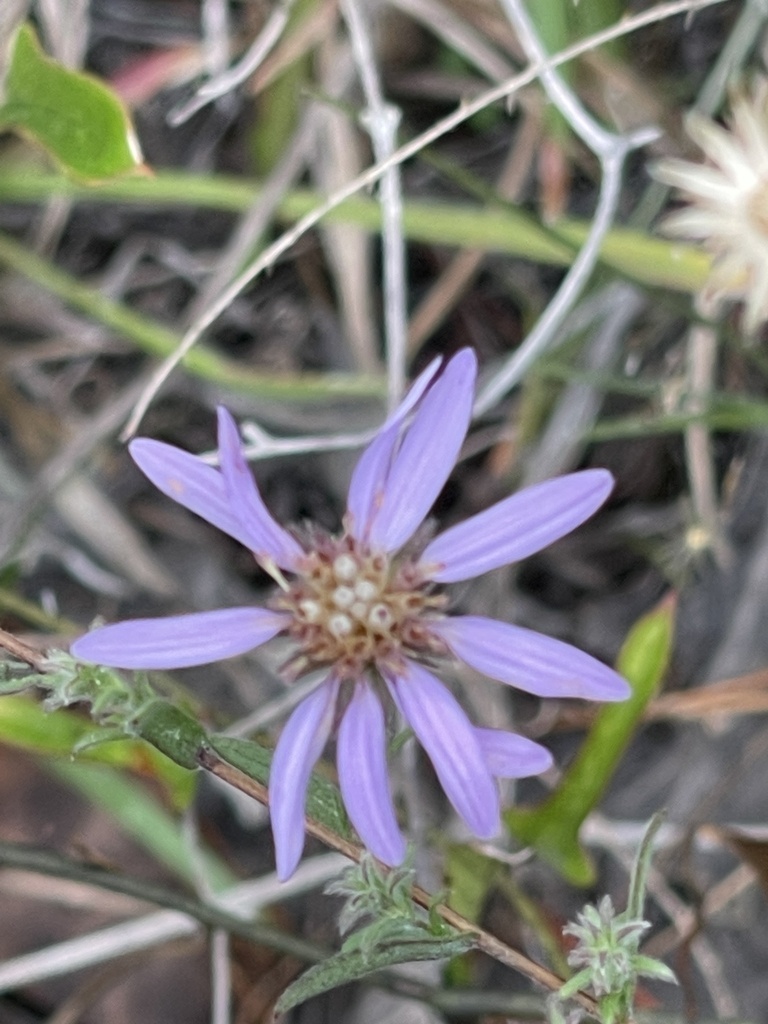 Symphyotrichum plumosum