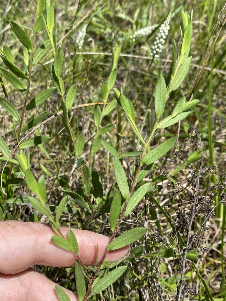 Symphyotrichum sericeum var. microphyllum