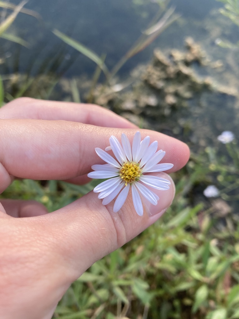Symphyotrichum simmondsii