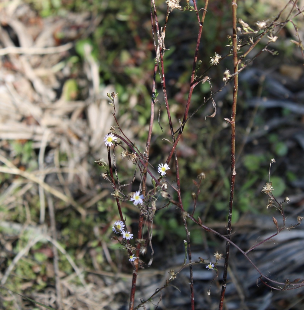 Symphyotrichum subulatum