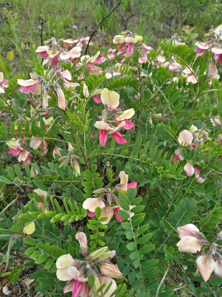 Virginia Tephrosia (Tephrosia virginiana) Florida native plant
