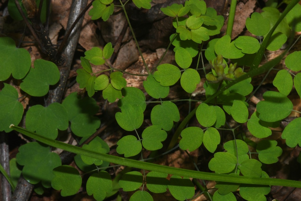 Thalictrum amphibolum
