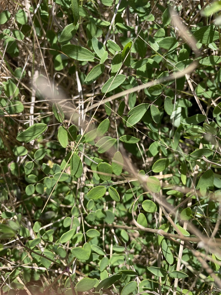 Thalictrum cooleyi