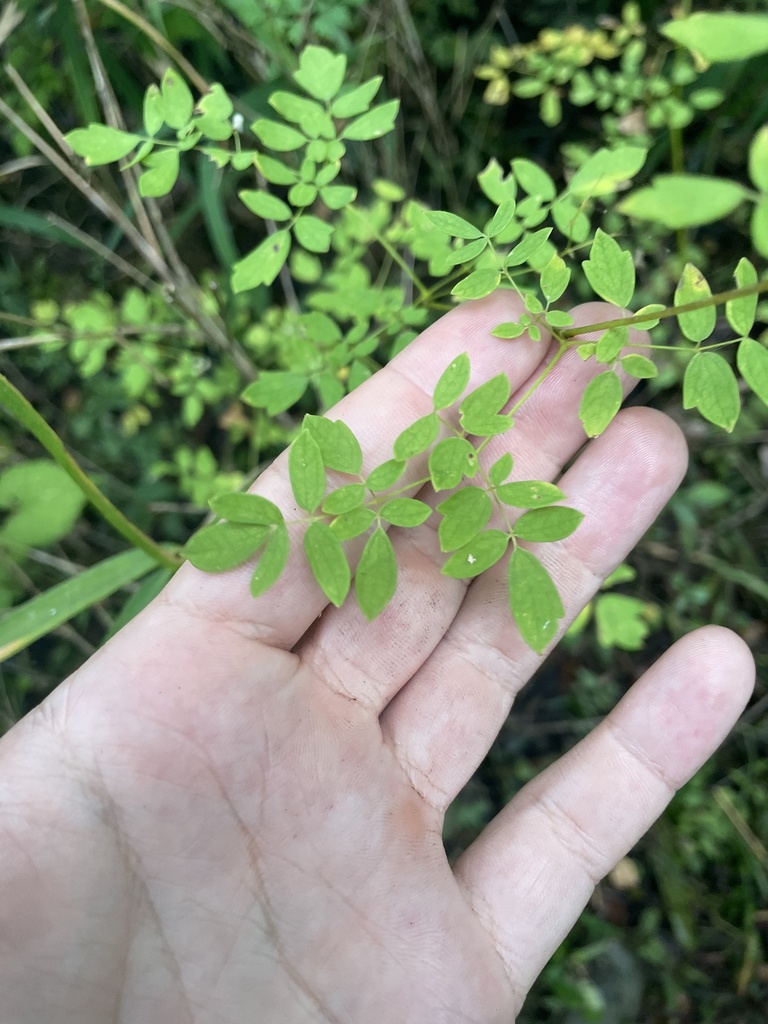 Thalictrum macrostylum