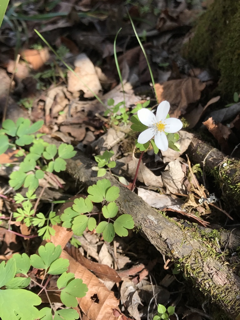Thalictrum thalictroides